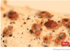 Is Your City in USA on This Years Bedbug List