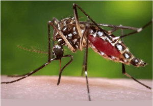 Zika virus – What to know about the tropical Zika virus